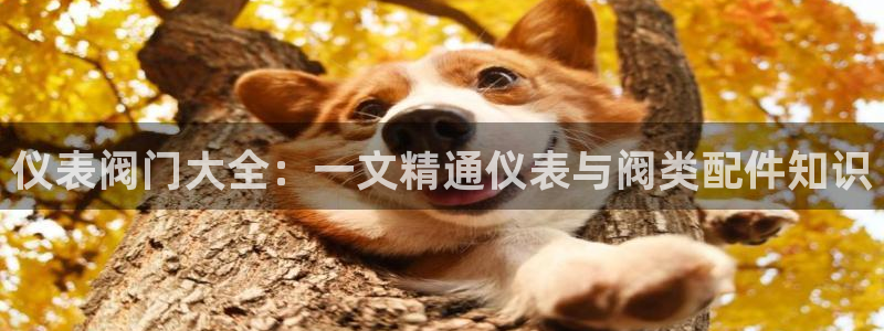 新宝gg作弊